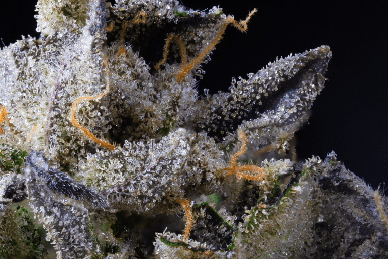 Close-up of a cannabis flower with crystals denoting high levels of THC.