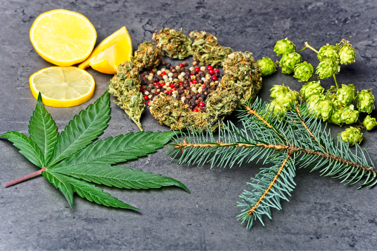A cannabis leaf next to sources of naturally occurring terpenes.
